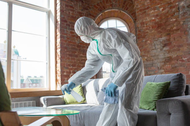 Trusted Bellerose, NY Mold Removal Services Experts